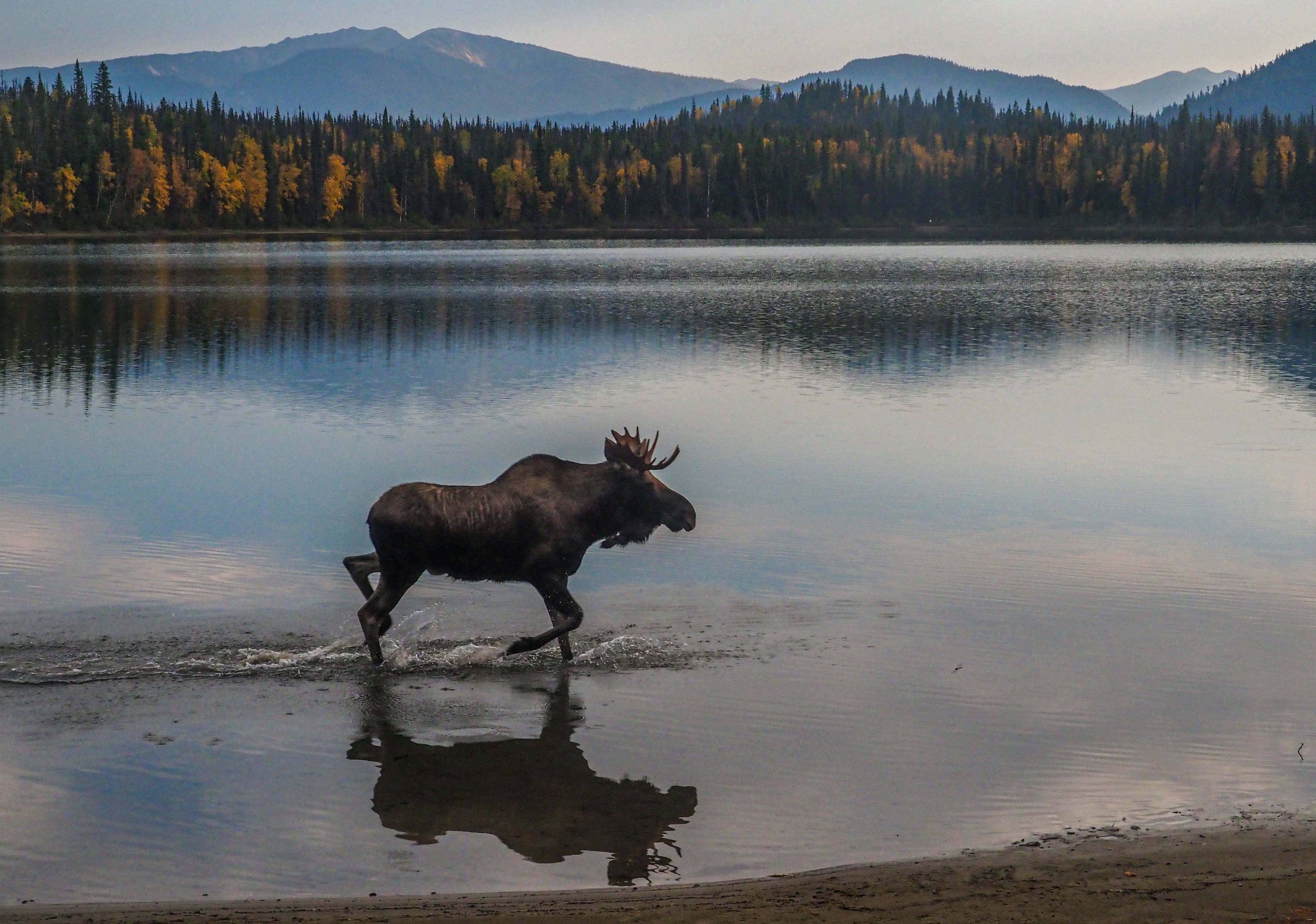 black cow on lake shore during daytime